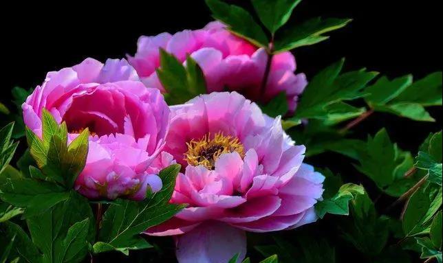 【“豫”見高端 “洛”賞牡丹】您有一封來自凌宇汽車的邀請函，請查收！